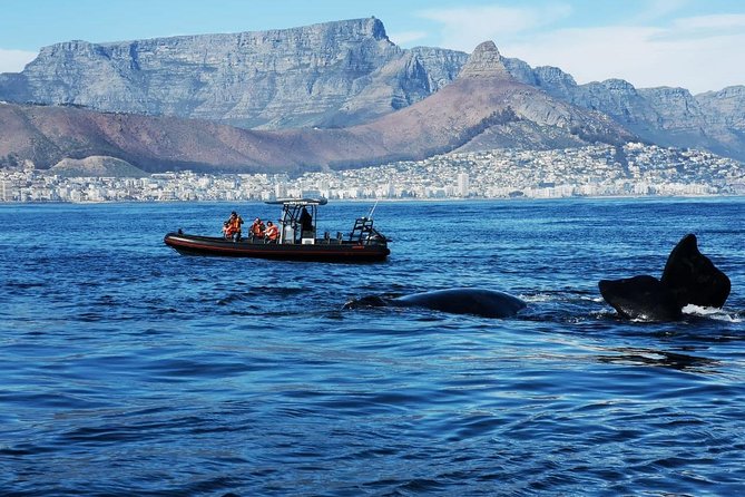Ocean Safari - Searching Table Bay for Cape Town wildlife