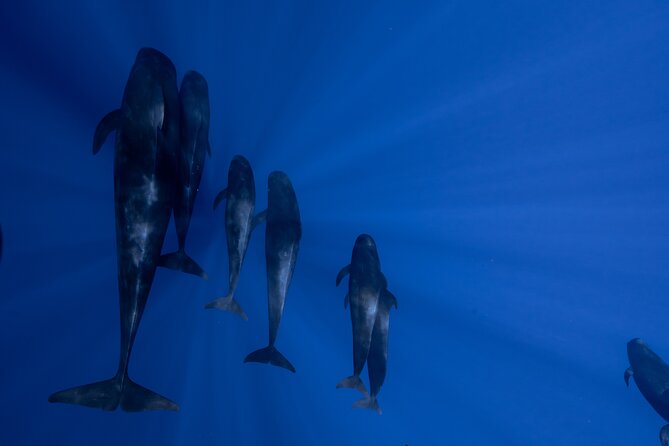 Offshore Wildlife Safari and Reef Snorkel - Starting at 8:00 a.m. in Kailua-Kona