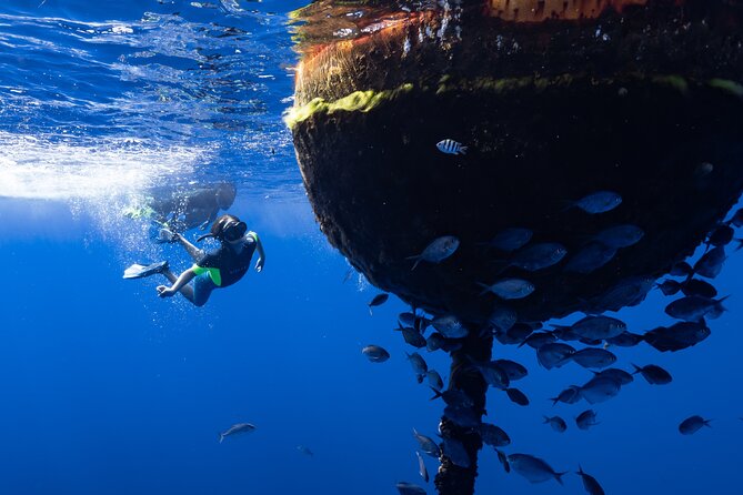 Offshore Wildlife Safari and Reef Snorkel - What the crew adds to the morning