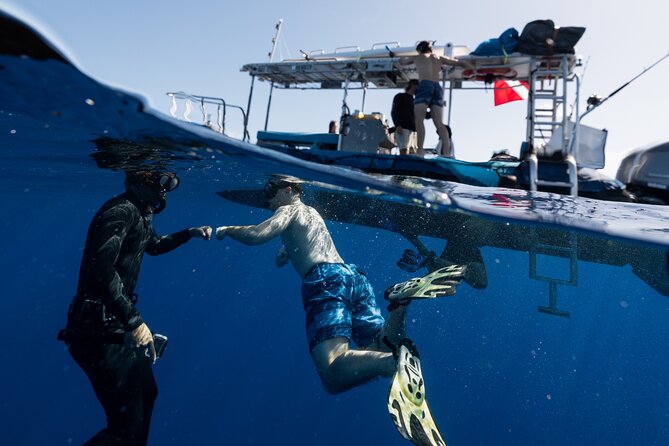 Offshore Wildlife Safari and Reef Snorkel - Safety, swimming ability, and comfort on the water