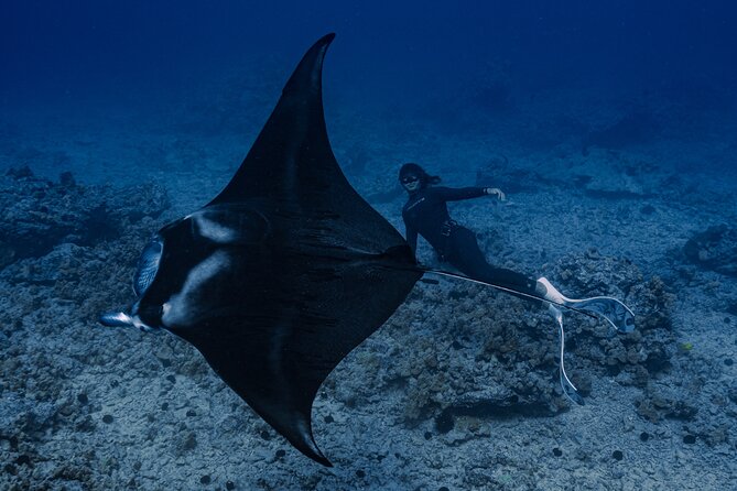 Offshore Wildlife Safari and Reef Snorkel - The best and hardest parts of the itinerary