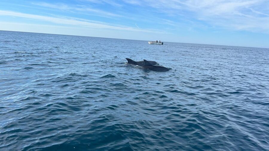 Olhão- Safari Watching Dolphins and other species - Key points to know before you book