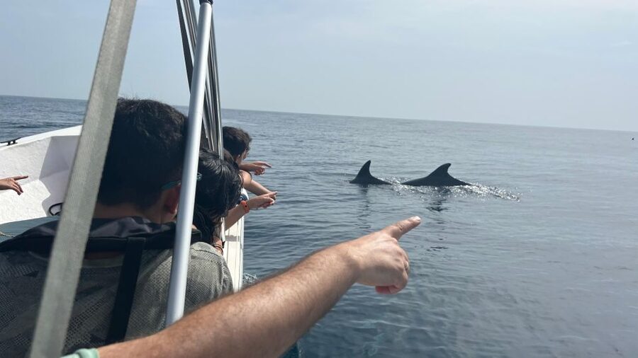 Olhão- Safari Watching Dolphins and other species - Setting out from Olhão’s Avenida 5 de Outubro