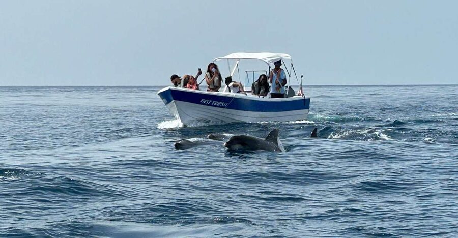 Olhão- Safari Watching Dolphins and other species - Searching for dolphins in open water