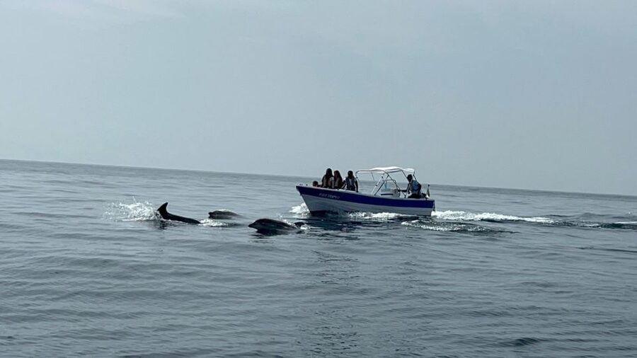 Olhão- Safari Watching Dolphins and other species - What to bring for two hours on the water