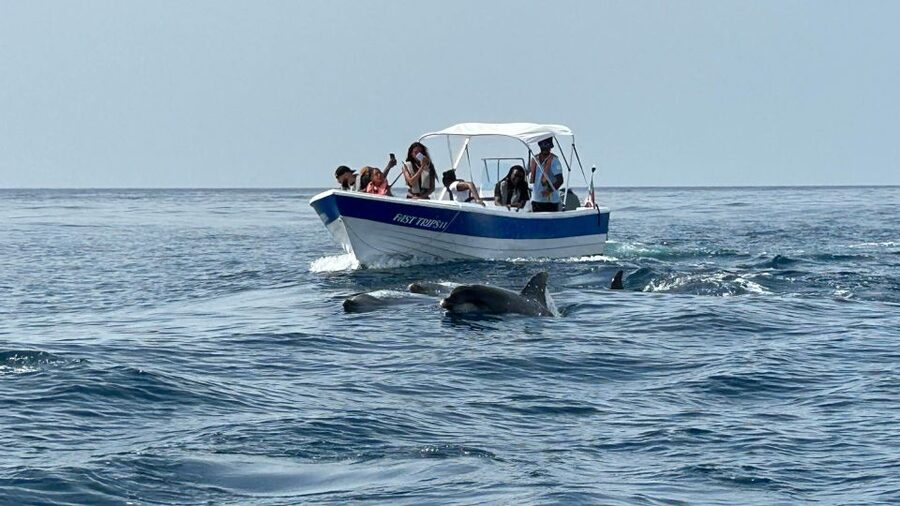 Olhão- Safari Watching Dolphins and other species - The Ria Formosa gives the trip more than dolphins