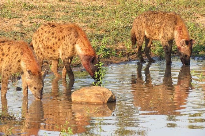 Open Vehical Safari in Kruger National Park Half Day - The Guides: Hayley, Jan, and Local Wildlife Knowledge