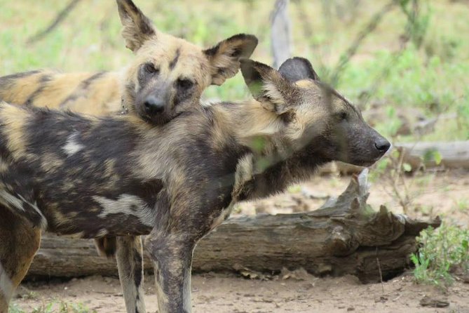 Open Vehical Safari in Kruger National Park Half Day - What Is Included and What You Pay Extra For