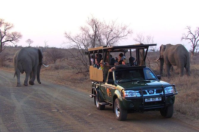 Open Vehical Safari in Kruger National Park Half Day - Weather, Sightings, and the Limits of a Wildlife Drive