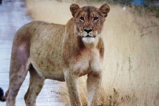 Open Vehical Safari in Kruger National Park Half Day - Who Will Get the Most From This Safari