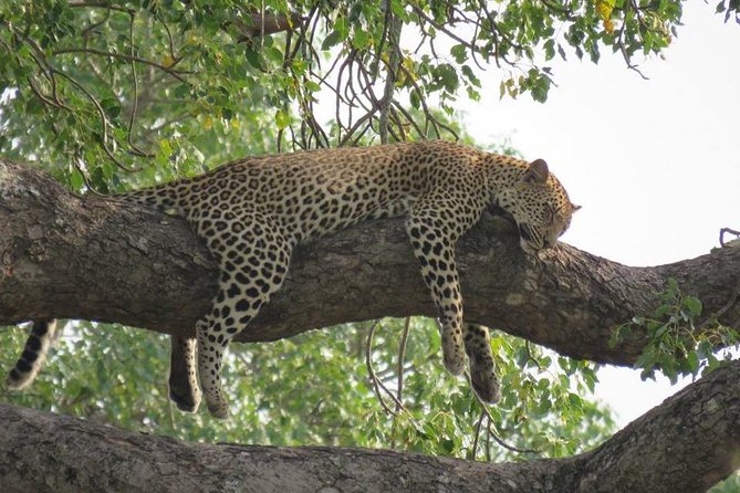 Open Vehical Safari in Kruger National Park Half Day - Should You Book the Kruger Pride Safari?