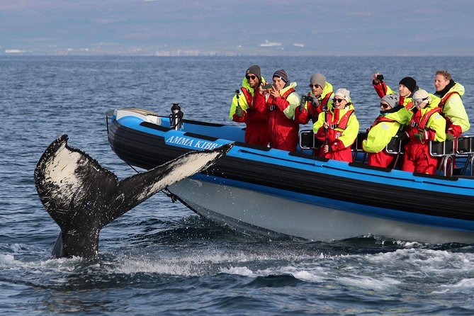Original Big Whale Safari & Puffins Speedboat Tour from Húsavík - Why this Húsavík RIB tour is different