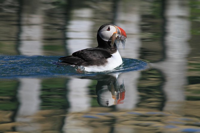 Original Big Whale Safari & Puffins Speedboat Tour from Húsavík - What the two hours feel like