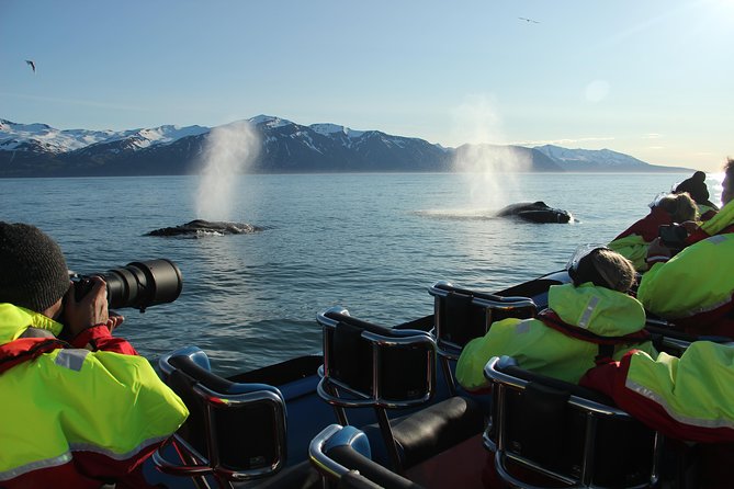 Original Big Whale Safari & Puffins Speedboat Tour from Húsavík - Clothing, age limits, and comfort