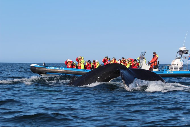 Original Big Whale Safari & Puffins Speedboat Tour from Húsavík - How the crew affects the experience