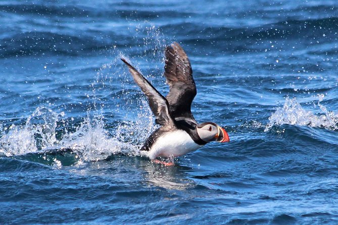 Original Big Whale Safari & Puffins Speedboat Tour from Húsavík - Stop 1: Searching for whales in Skjálfandi Bay