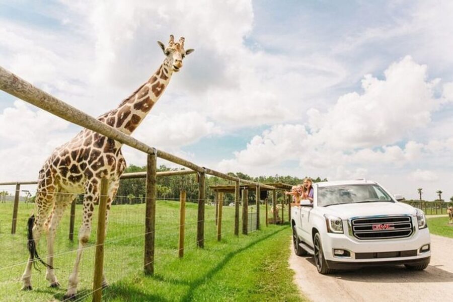 Orlando: Drive-Thru Safari Park at Wild Florida - Five Things to Know Before You Go