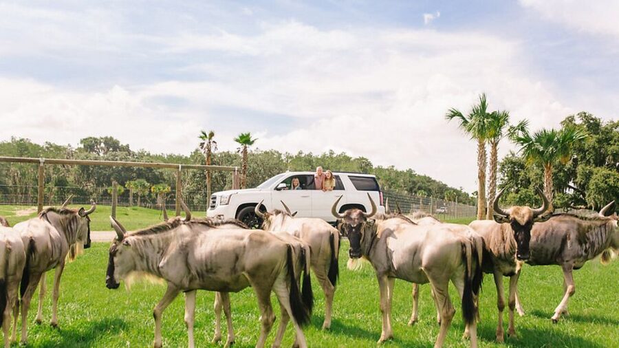 Orlando: Drive-Thru Safari Park at Wild Florida - Who Will Enjoy Wild Florida Most