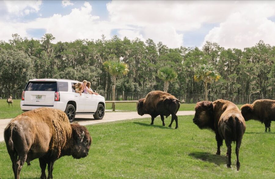 Orlando: Drive-Thru Safari Park at Wild Florida - Close Encounters With Camels, Ostriches, and Water Buffalo
