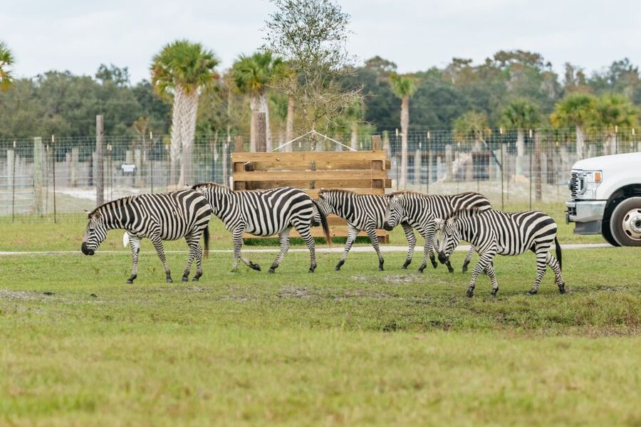Orlando: Drive-Thru Safari Park at Wild Florida - Feeding the Giraffes, Including Leroy