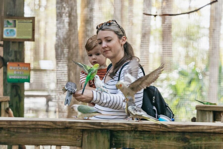Orlando: Drive-Thru Safari Park at Wild Florida - What the $35 Price Really Gets You