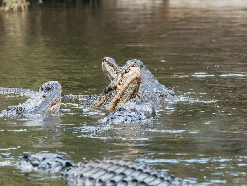Orlando: Drive-Thru Safari Park at Wild Florida - Best Parts, Possible Weak Spots