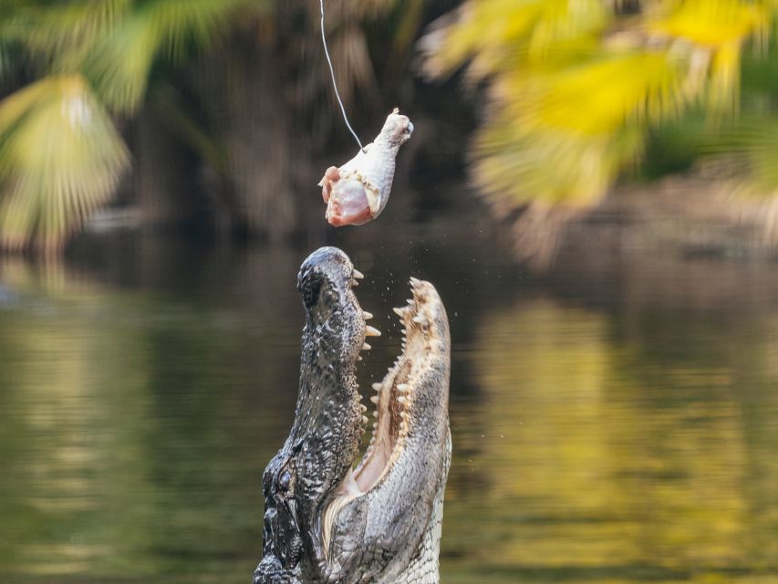Orlando: Drive-Thru Safari Park at Wild Florida - Animals You May See Along the Route