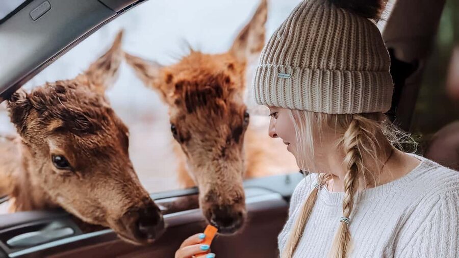 Ottawa: Private Parc Omega Wildlife Safari – Winter Magic - Entering Parc Omega and meeting Canada’s wildlife
