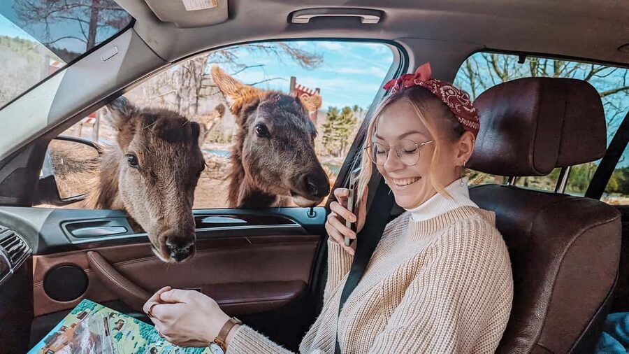 Ottawa: Private Parc Omega Wildlife Safari – Winter Magic - Two chances to walk, not just ride