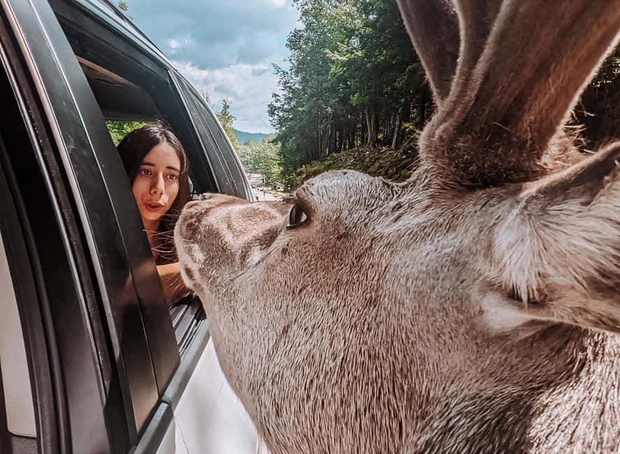 Ottawa: Private Parc Omega Wildlife Safari – Winter Magic - Why guide Vivi makes a difference