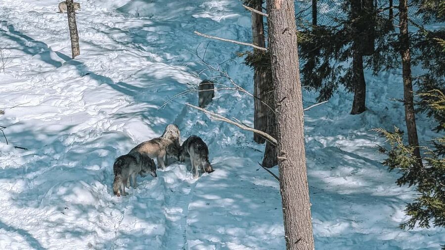 Ottawa: Private Parc Omega Wildlife Safari – Winter Magic - Is $183 per person good value?