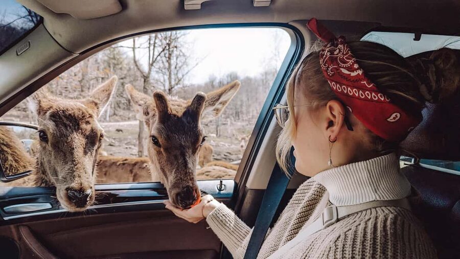 Ottawa: Private Parc Omega Wildlife Safari – Winter Magic - Who will enjoy this safari most?
