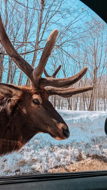 Ottawa: Private Parc Omega Wildlife Safari – Winter Magic - The ride from Ottawa in a private SUV