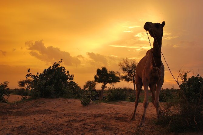 Overnight Camel Safari (remote And Isolated) - Key Points To Know Before You Go