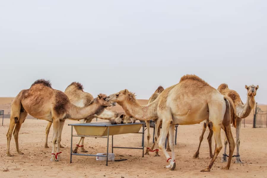 Overnight Dubai Desert Safari with BBQ Dinner - Sunrise and the light Arabian breakfast