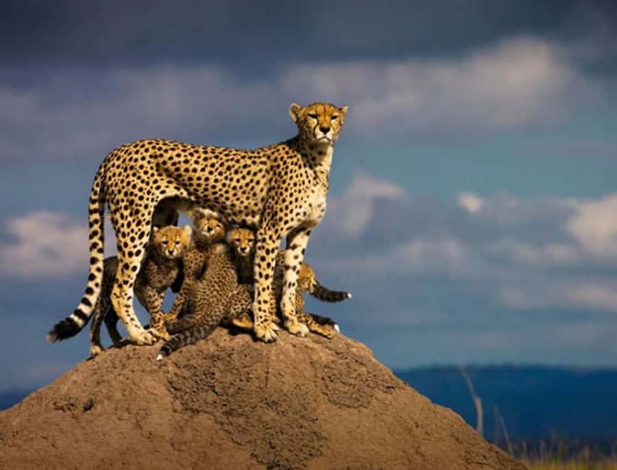 Overnight Private Safari To Masai Mara - Key points before you book