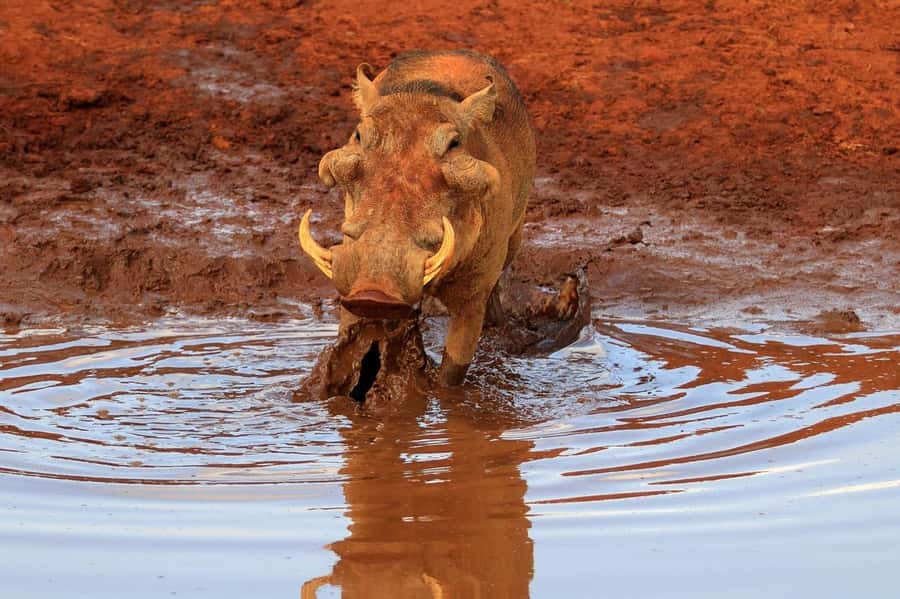 Overnight Tsavo East Safari From Mombasa/Diani (Private) - Key points to know before booking