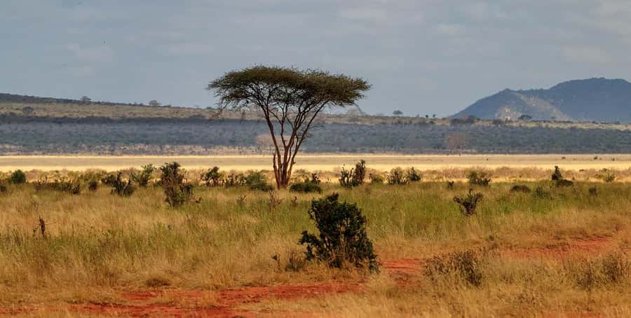 Overnight Tsavo East Safari From Mombasa/Diani (Private) - Why Tsavo East works well from Mombasa and Diani