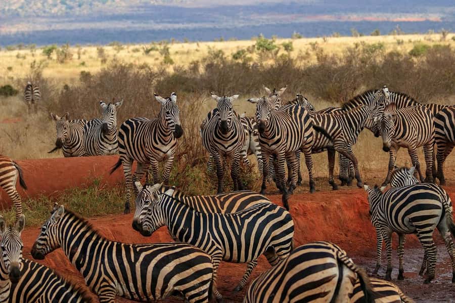 Overnight Tsavo East Safari From Mombasa/Diani (Private) - Bachuma Gate and the first Tsavo East sightings