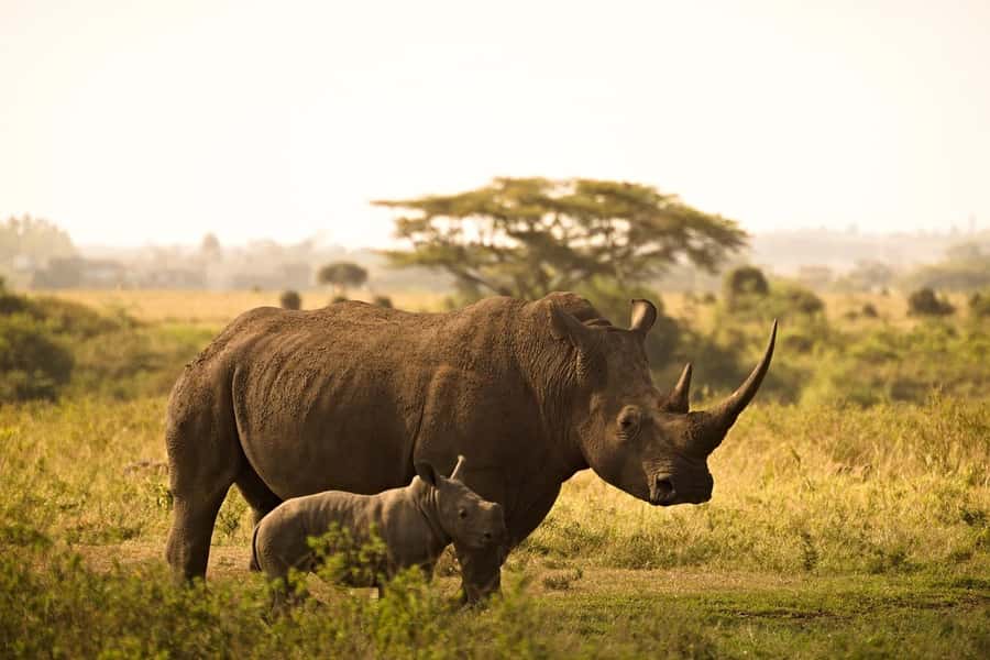 Overnight Tsavo East Safari From Mombasa/Diani (Private) - Aruba Dam and a useful pause in the day