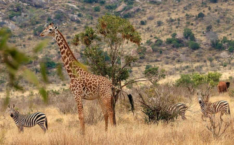 Overnight Tsavo East Safari From Mombasa/Diani (Private) - Leaving the coast at 6:00 in the morning