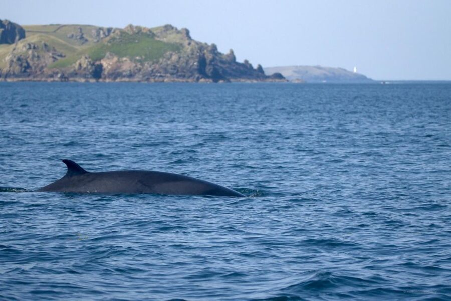 Padstow: Guided RIB Sealife Safari - At a glance: what makes this safari special