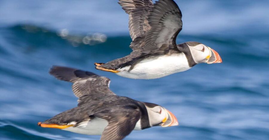 Padstow: Guided RIB Sealife Safari - What the two-hour schedule feels like