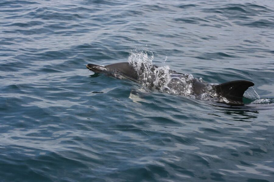 Padstow: Guided RIB Sealife Safari - Price, value, and what you really pay for