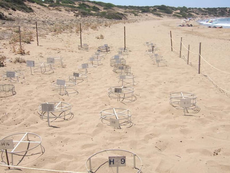 Paphos: Land Rover Jeep Safari Coastal Tour and Blue Lagoon - Lara Bay and the turtle coast