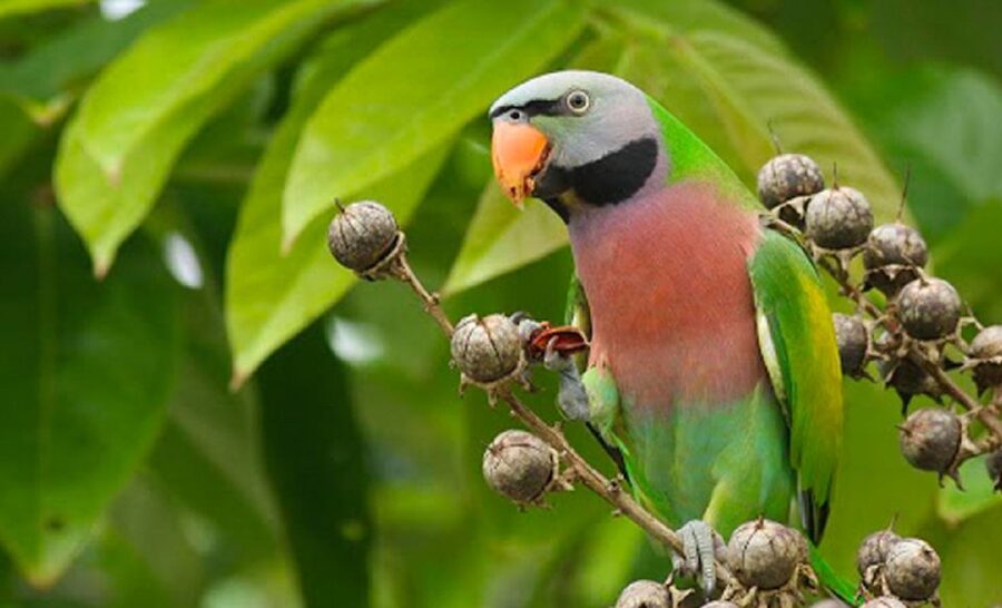 Phu Quoc: Vinpearl Safari Park Entry Ticket - What Vinpearl Safari adds to a Phu Quoc holiday
