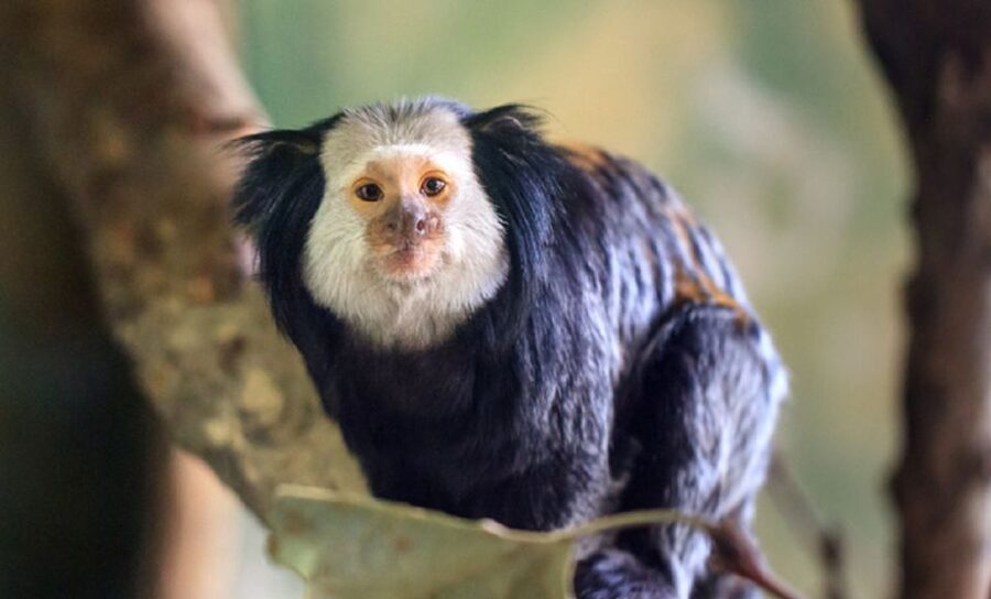Phu Quoc: Vinpearl Safari Park Entry Ticket - How the $29 ticket measures up