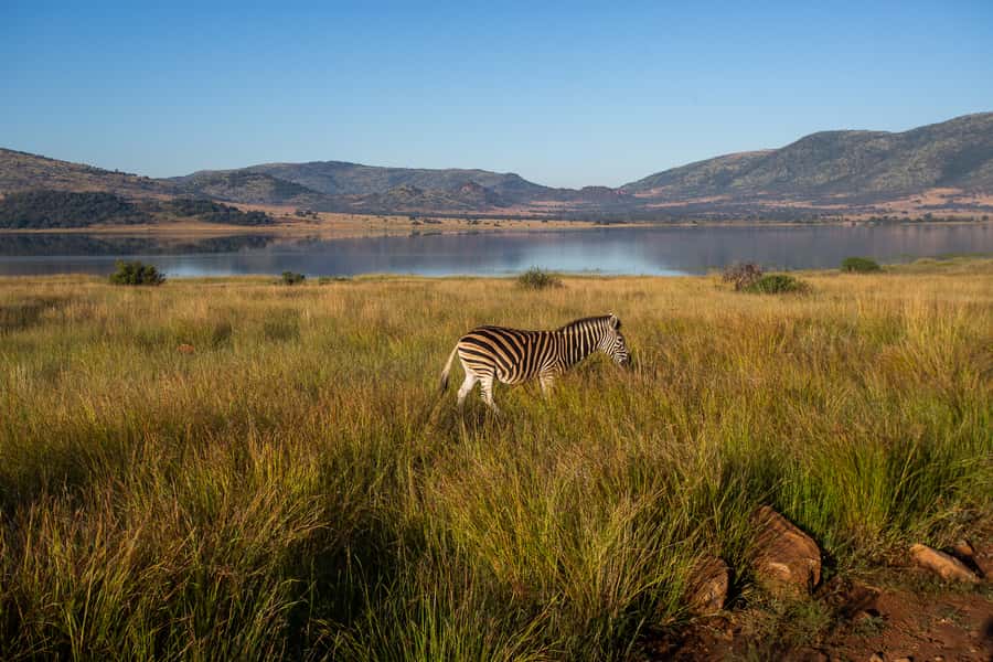 Pilanesberg: 2 Day 3-Star Pilanesberg Safari - Should you book the Pilanesberg two-day safari?
