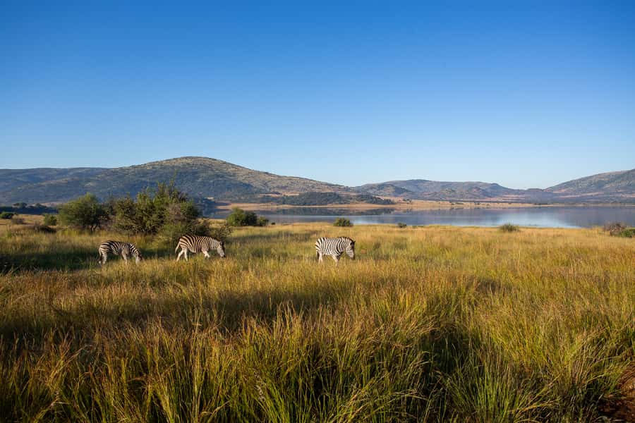 Pilanesberg: 2 Day 3-Star Pilanesberg Safari - The sunrise drive is worth protecting
