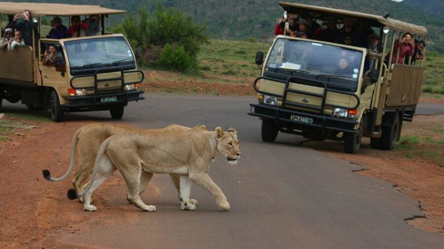 Pilanesberg Full-Day Shared Safari with Sun City Visit - Why Pilanesberg works well for a Johannesburg safari